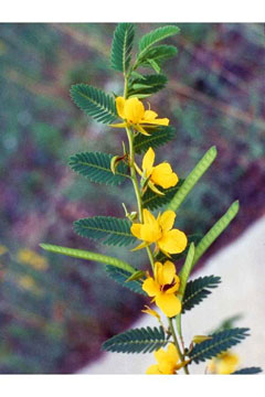 Chamaecrista fasciculata Golden Cassia, Partridge pea Chamaecrista fasciculata Golden Cassia, Partridge pea