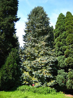 Chamaecyparis lawsoniana Lawson Cypress, Port orford cedar, Oregon Cedar, Port Orford Cedar, Lawson Chamaecyparis lawsoniana Lawson Cypress, Port orford cedar, Oregon Cedar, Port Orford Cedar, Lawson