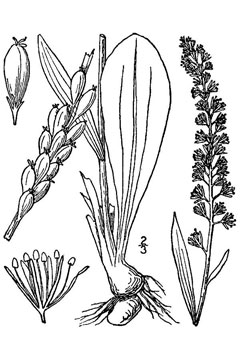 Chamaelirium luteum Blazing Star - Unicorn Root - Devil Chamaelirium luteum Blazing Star - Unicorn Root - Devil