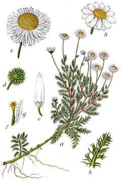 Chamaemelum nobile Chamomile