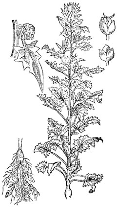 Chenopodium foliosum Leafy goosefoot
