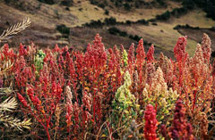 Chenopodium quinoa Quinoa, Goosefoot, Pigweed, Inca Wheat Chenopodium quinoa Quinoa, Goosefoot, Pigweed, Inca Wheat