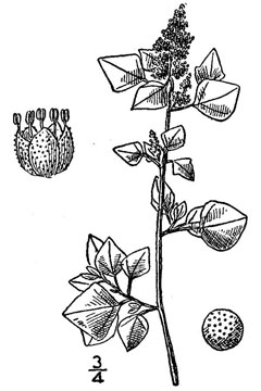 Chenopodium vulvaria Stinking Goosefoot. Arrach - Wormseed Chenopodium vulvaria Stinking Goosefoot. Arrach - Wormseed