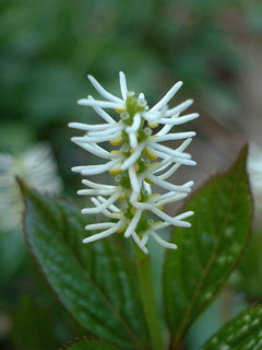 Chloranthus japonicus 