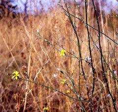 Chondrilla juncea Naked Weed, Rush skeletonweed Chondrilla juncea Naked Weed, Rush skeletonweed