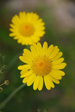 Chrysanthemum segetum Corn Marigold Chrysanthemum segetum Corn Marigold