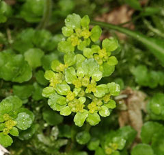 Chrysosplenium oppositifolium Golden Saxifrage Chrysosplenium oppositifolium Golden Saxifrage