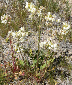 Chylismia claviformis Brown eyes Chylismia claviformis Brown eyes