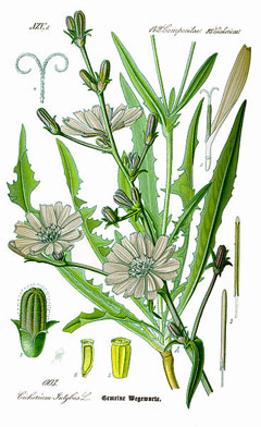 Cichorium intybus Chicory