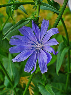 Cichorium intybus Chicory