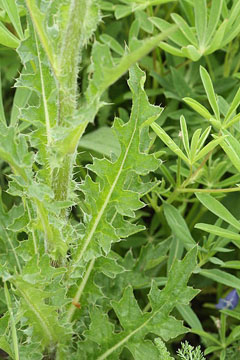 Cirsium edule Edible Thistle Cirsium edule Edible Thistle