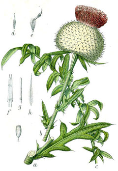 Cirsium eriophorum Wooly Thistle