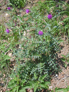 Cirsium japonicum No-Azami, Japanese thistle Cirsium japonicum No-Azami, Japanese thistle