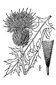 Cirsium undulatum Wavy-Leaved Thistle, Tracy