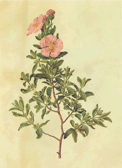 Cistus albidus Rock Rose Cistus albidus Rock Rose