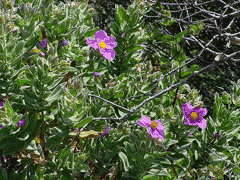 Cistus albidus Rock Rose Cistus albidus Rock Rose