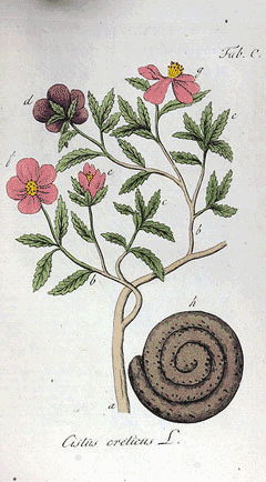 Cistus creticus Rock Rose