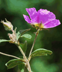 Cistus creticus Rock Rose