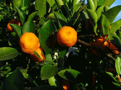 Citrofortunella microcarpa Calamondin Orange