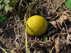 Citrullus Perennial egusi, Bitter-apple