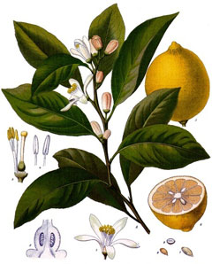 Citrus limon Lemon