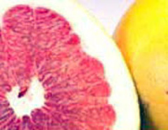 Citrus_x_paradisi Grapefruit, Pomelo, Pamplemousse