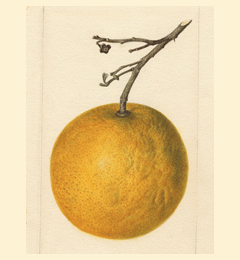 Citrus x paradisi Grapefruit, Pomelo, Pamplemousse Citrus x paradisi Grapefruit, Pomelo, Pamplemousse