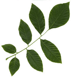 Cladrastis lutea Yellow Wood, Virgilia, American Yellow Wood Cladrastis lutea Yellow Wood, Virgilia, American Yellow Wood