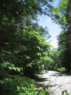 Cladrastis lutea Yellow Wood, Virgilia, American Yellow Wood Cladrastis lutea Yellow Wood, Virgilia, American Yellow Wood