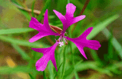 Clarkia pulchella Pinkfairies Clarkia pulchella Pinkfairies