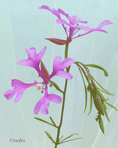 Clarkia pulchella Pinkfairies Clarkia pulchella Pinkfairies