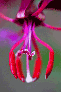 Clarkia unguiculata Elegant Fairyfan, Elegant clarkia Clarkia unguiculata Elegant Fairyfan, Elegant clarkia