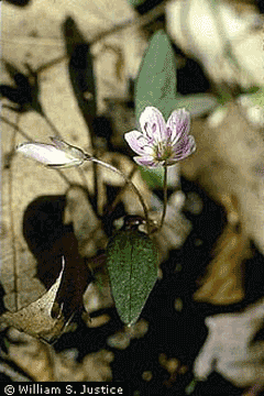 Claytonia caroliniana Broad-Leaved Spring Beauty, Carolina springbeauty Claytonia caroliniana Broad-Leaved Spring Beauty, Carolina springbeauty