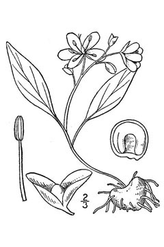 Claytonia caroliniana Broad-Leaved Spring Beauty, Carolina springbeauty Claytonia caroliniana Broad-Leaved Spring Beauty, Carolina springbeauty