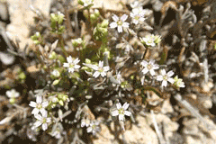 Claytonia exigua Pale Spring Beauty, Serpentine springbeauty Claytonia exigua Pale Spring Beauty, Serpentine springbeauty