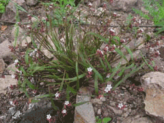 Claytonia exigua Pale Spring Beauty, Serpentine springbeauty Claytonia exigua Pale Spring Beauty, Serpentine springbeauty