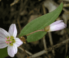 Claytonia lanceolata Lanceleaf Spring Beauty, Idaho springbeauty, Pacific springbeauty, Peirson Claytonia lanceolata Lanceleaf Spring Beauty, Idaho springbeauty, Pacific springbeauty, Peirson