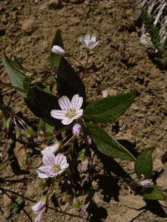 Claytonia lanceolata Lanceleaf Spring Beauty, Idaho springbeauty, Pacific springbeauty, Peirson Claytonia lanceolata Lanceleaf Spring Beauty, Idaho springbeauty, Pacific springbeauty, Peirson