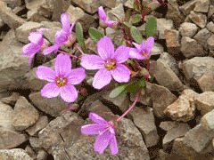 Claytonia scammaniana Scamman Claytonia scammaniana Scamman