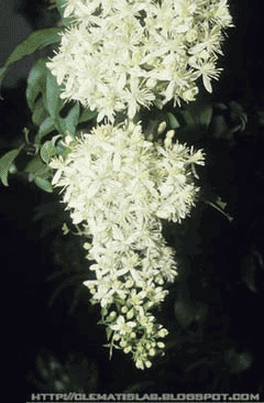 Clematis chinensis Wei Ling Xian Clematis chinensis Wei Ling Xian