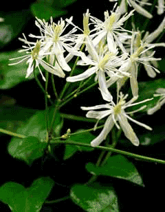Clematis terniflora Sennin-So, Sweet autumn virginsbower, Sweet Autumn Clematis, Fall Clematis Clematis terniflora Sennin-So, Sweet autumn virginsbower, Sweet Autumn Clematis, Fall Clematis