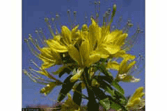 Cleome lutea Yellow Spiderflower,  	Jones spiderflower