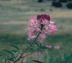 Cleome serrulata Rocky Mountain Beeplant