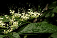 Clerodendrum cyrtophyllum Clerodendrum cyrtophyllum