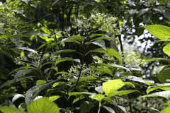 Clerodendrum cyrtophyllum Clerodendrum cyrtophyllum