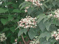 Clerodendrum trichotomum Chou Wu Tong, Harlequin glorybower, Ferruginous clerodendrum, Harlequin Glory Bower Clerodendrum trichotomum Chou Wu Tong, Harlequin glorybower, Ferruginous clerodendrum, Harlequin Glory Bower