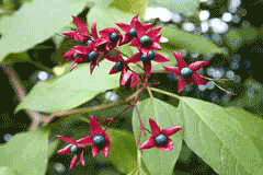 Clerodendrum trichotomum Chou Wu Tong, Harlequin glorybower, Ferruginous clerodendrum, Harlequin Glory Bower Clerodendrum trichotomum Chou Wu Tong, Harlequin glorybower, Ferruginous clerodendrum, Harlequin Glory Bower