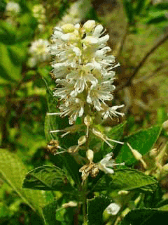 Clethra alnifolia Sweet Pepper Bush, Coastal sweetpepperbush, Summer Sweet Clethra alnifolia Sweet Pepper Bush, Coastal sweetpepperbush, Summer Sweet