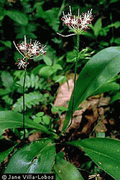 Clintonia umbellulata Speckled Wood Lily, White clintonia Clintonia umbellulata Speckled Wood Lily, White clintonia
