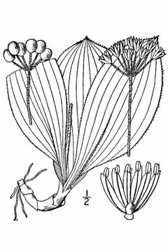 Clintonia umbellulata Speckled Wood Lily, White clintonia Clintonia umbellulata Speckled Wood Lily, White clintonia